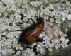 Mylabris quadripunctata
